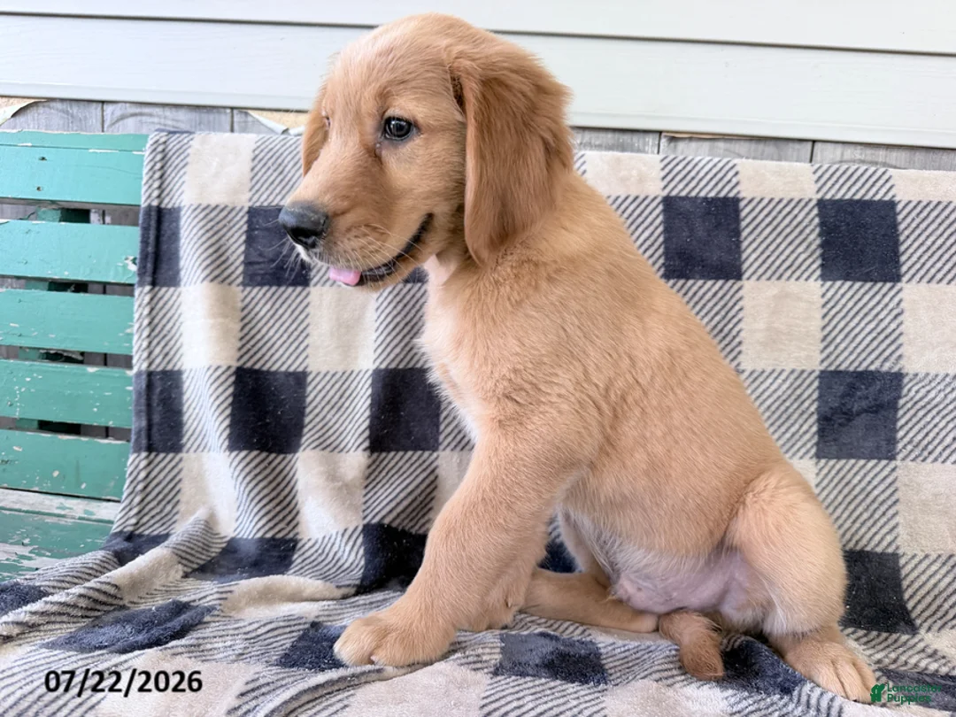 Golden Retriever dogs for sale: Doug - Ad 1