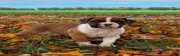 Boxer dogs for sale: Jackson - Ad 7