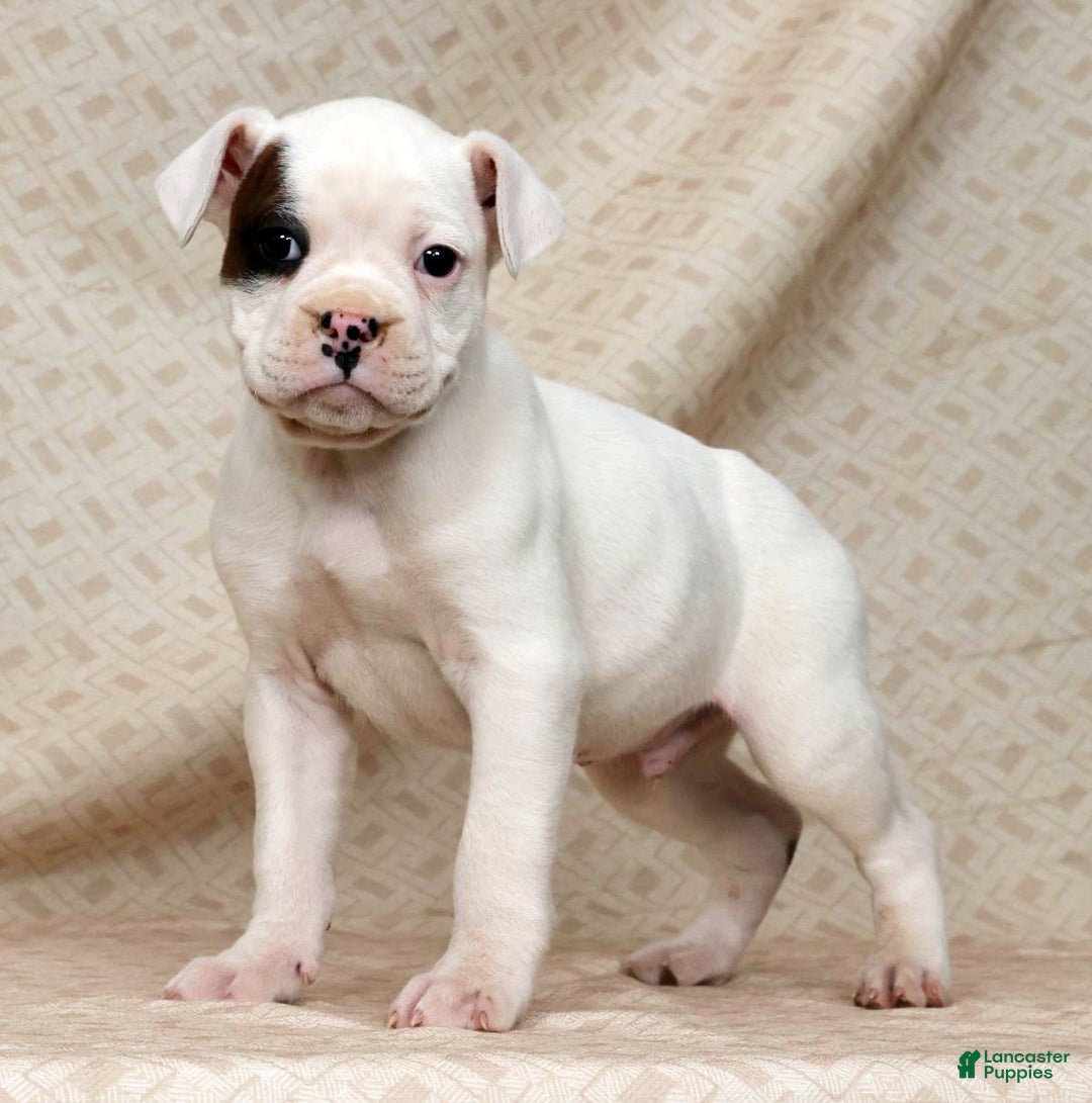 Boxer dogs for sale: Winchester - Ad 7