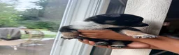 Mixed Breed dogs for sale: MilkyWay - Ad 4
