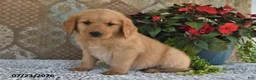 Golden Retriever dogs for sale: Echo - Ad 3