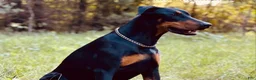 Doberman Pinscher dogs for sale: Doberman Pinscher 1 - Ad 4