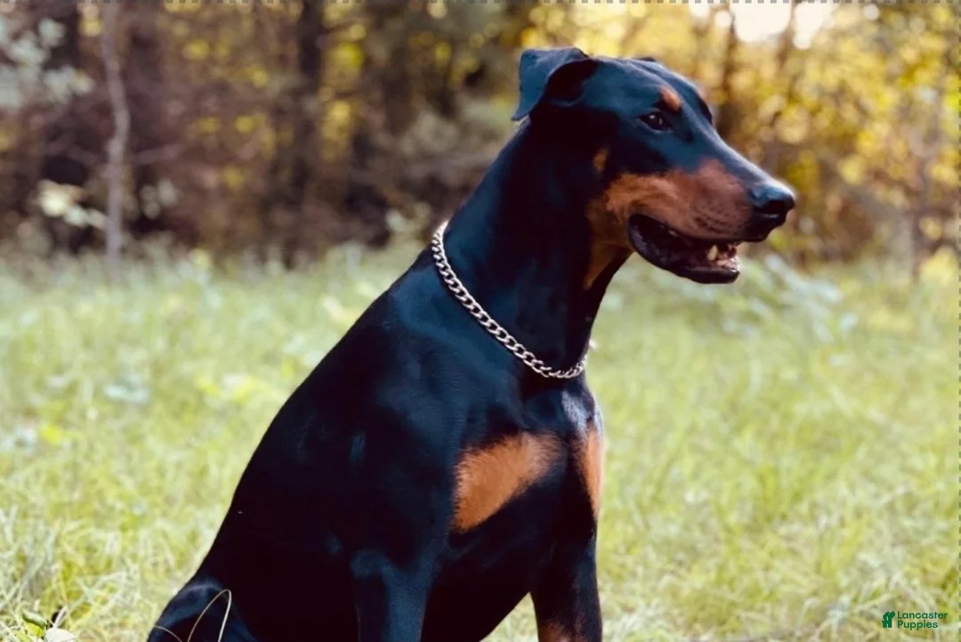 Doberman Pinscher dogs for sale: Doberman Pinscher 1 - Ad 4