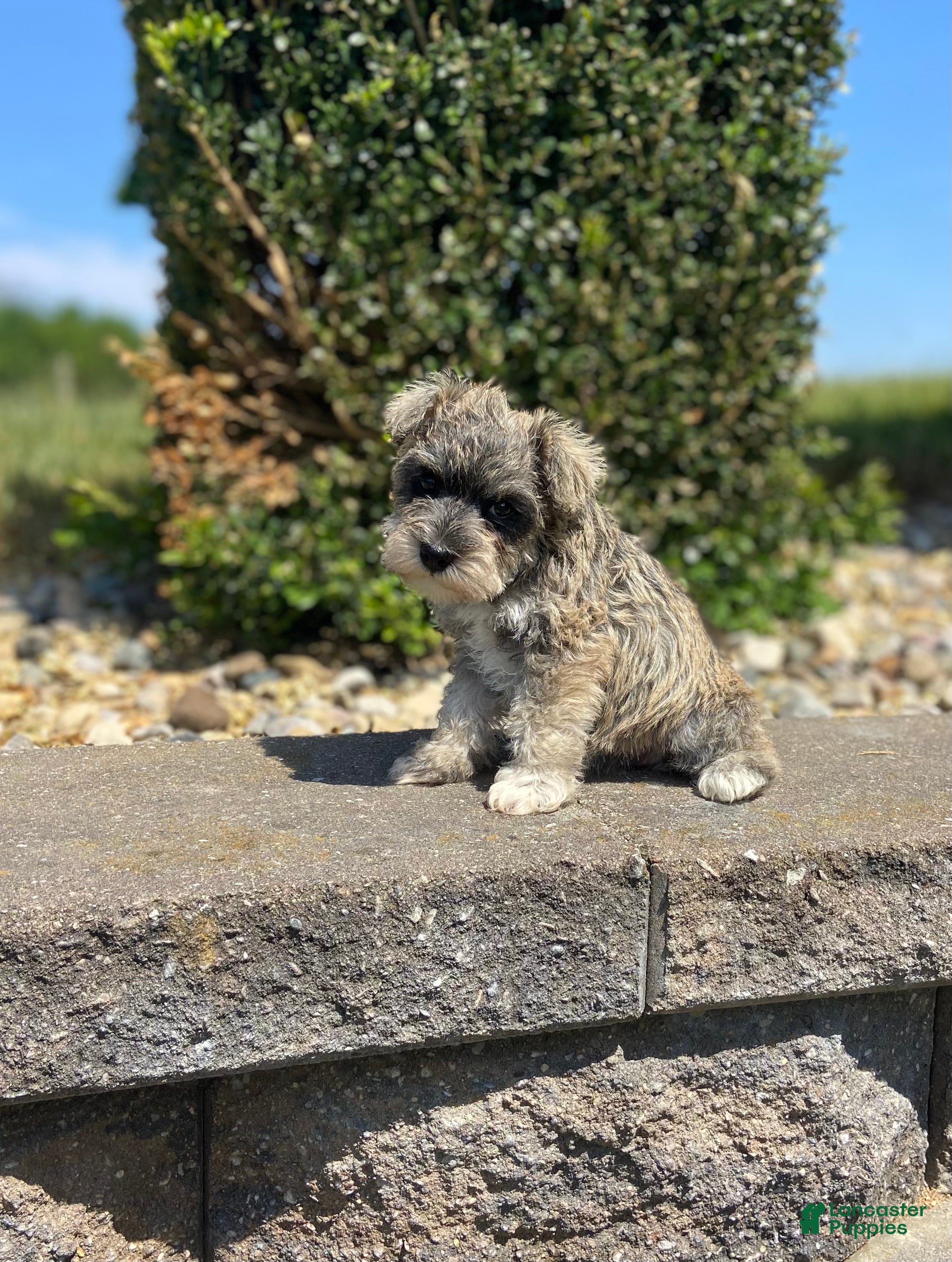 Miniature Schnauzer dogs Allie - Ad 2