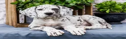 Great Dane dogs for sale: Kelsey - Ad 13