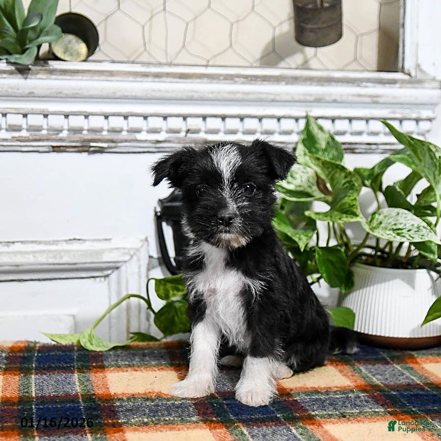 Mixed Breed dogs Hero - Ad 34