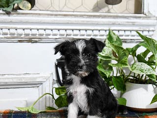 Mixed Breed dogs Hero - Ad 38