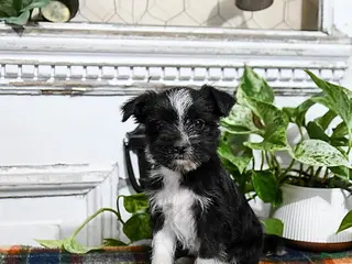 Mixed Breed dogs Hero - Ad 8