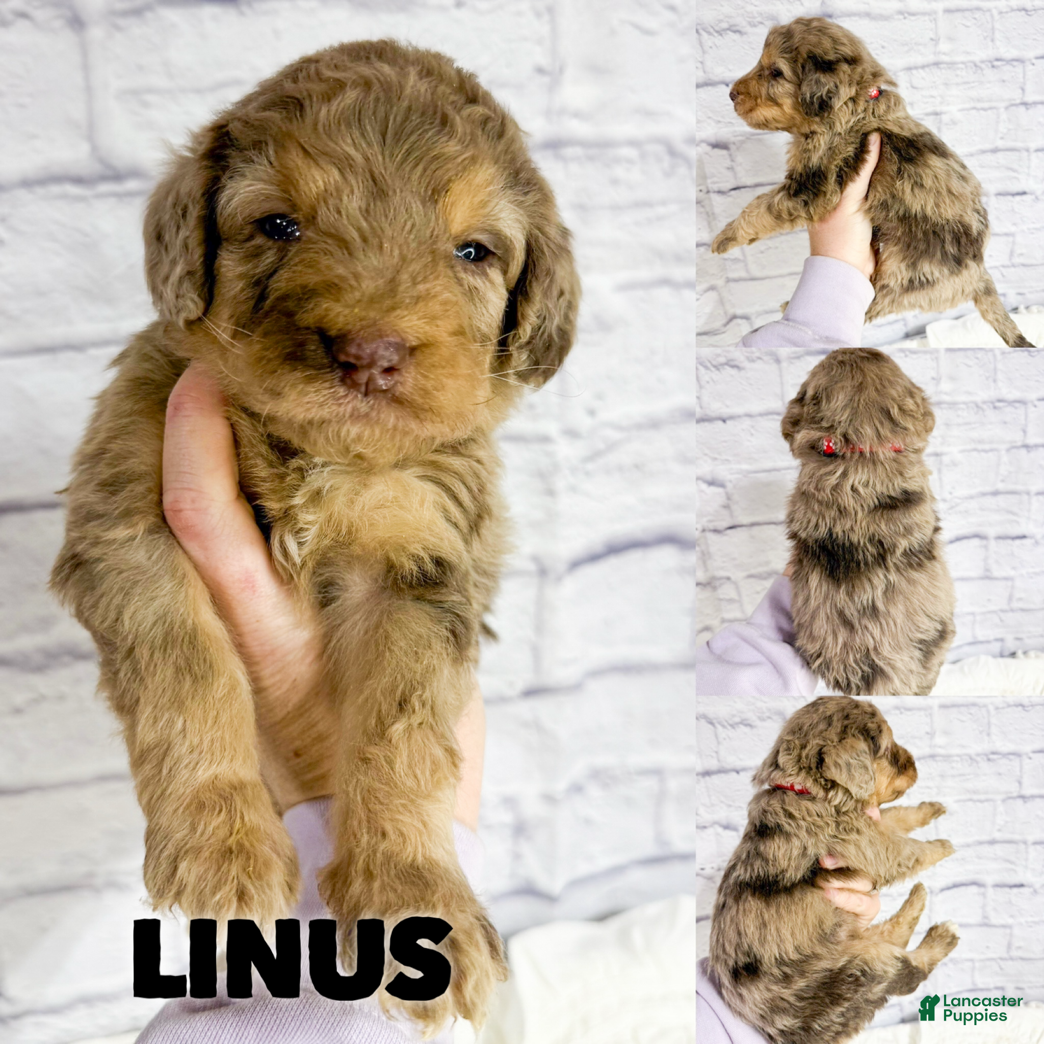 Saint Berdoodles dogs Linus - Standard F1b - Ad 7