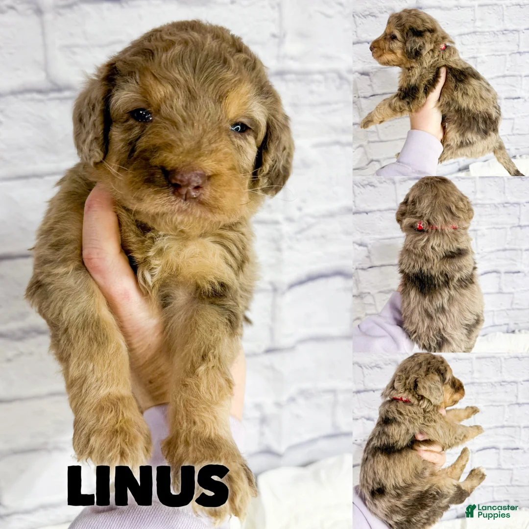 Saint Berdoodles dogs for sale: Linus - Standard F1b - Ad 1