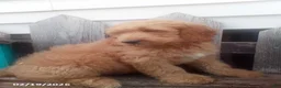 Goldendoodle dogs for sale: Prince   - Ad 4