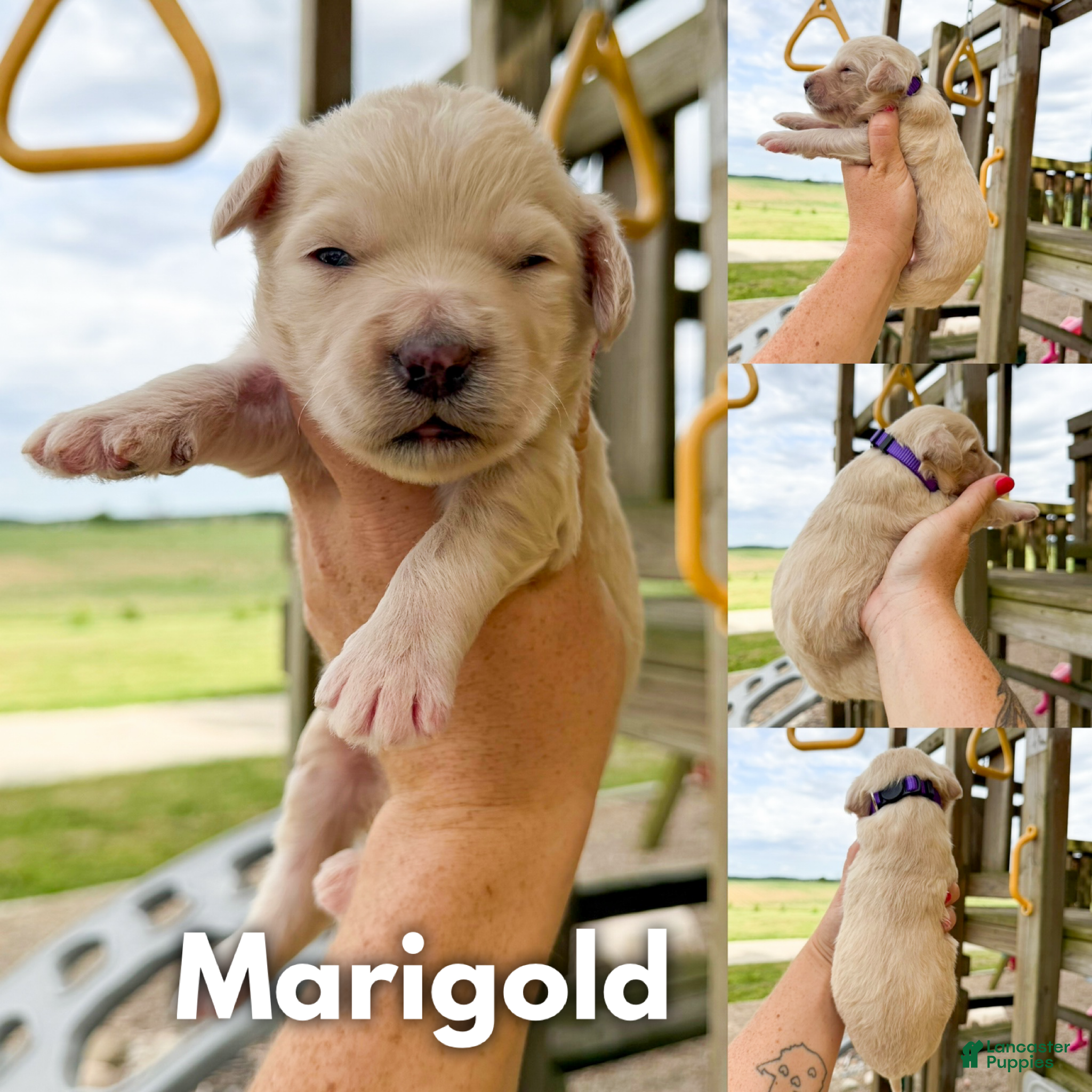 Goldendoodle dogs Marigold - F1b - Ad 1