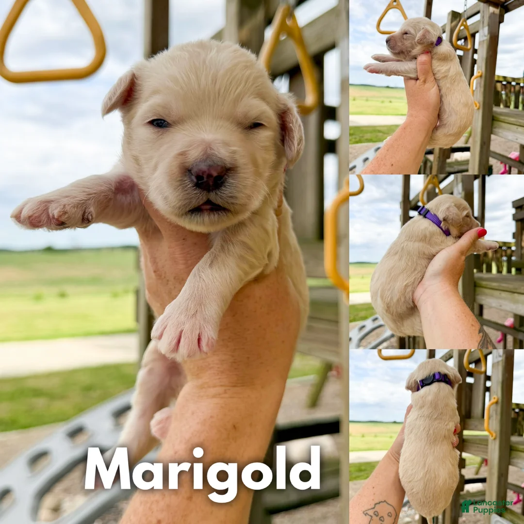 Goldendoodle dogs for sale: Marigold - F1b - Ad 1