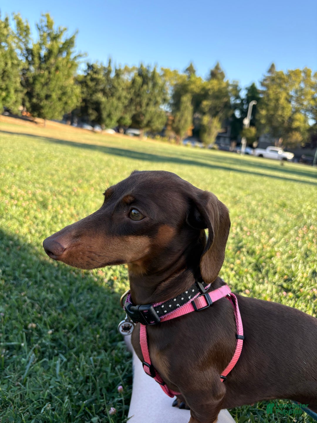 Dachshund dogs for sale: Big Bear - Ad 5