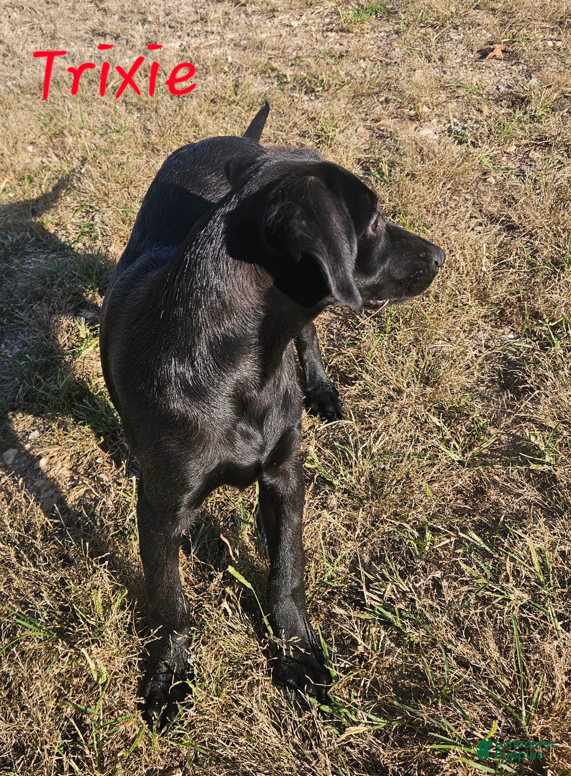 Labrador Retriever dogs Trixie - Ad 29