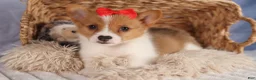 Welsh Corgi Pembroke dogs for sale:  Brusier 🐶 - Ad 18