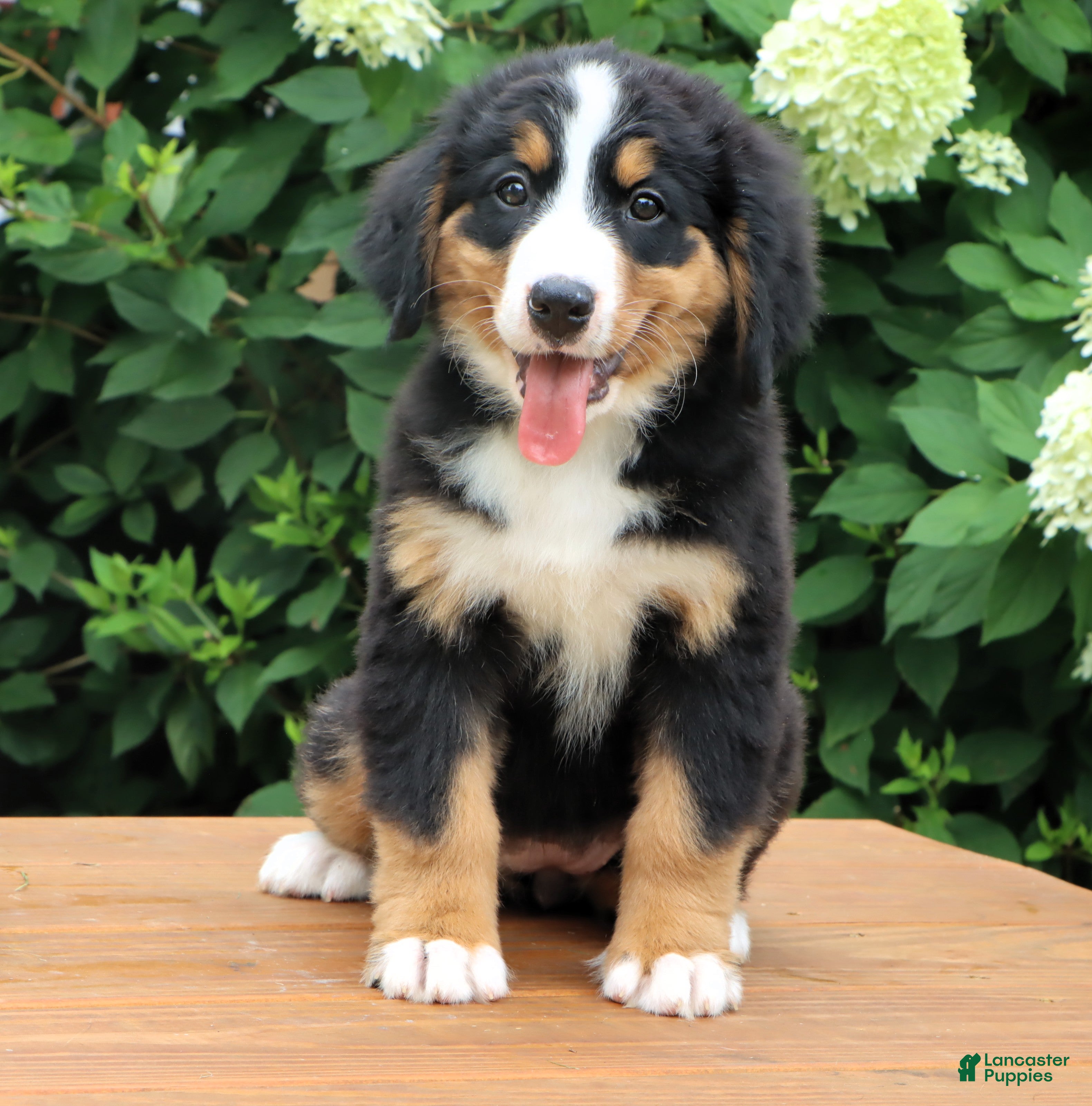 Bernese Mountain Dog dogs Reba - Ad 1