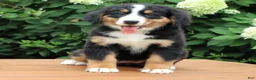 Bernese Mountain Dog dogs for sale: Reba - Ad 1