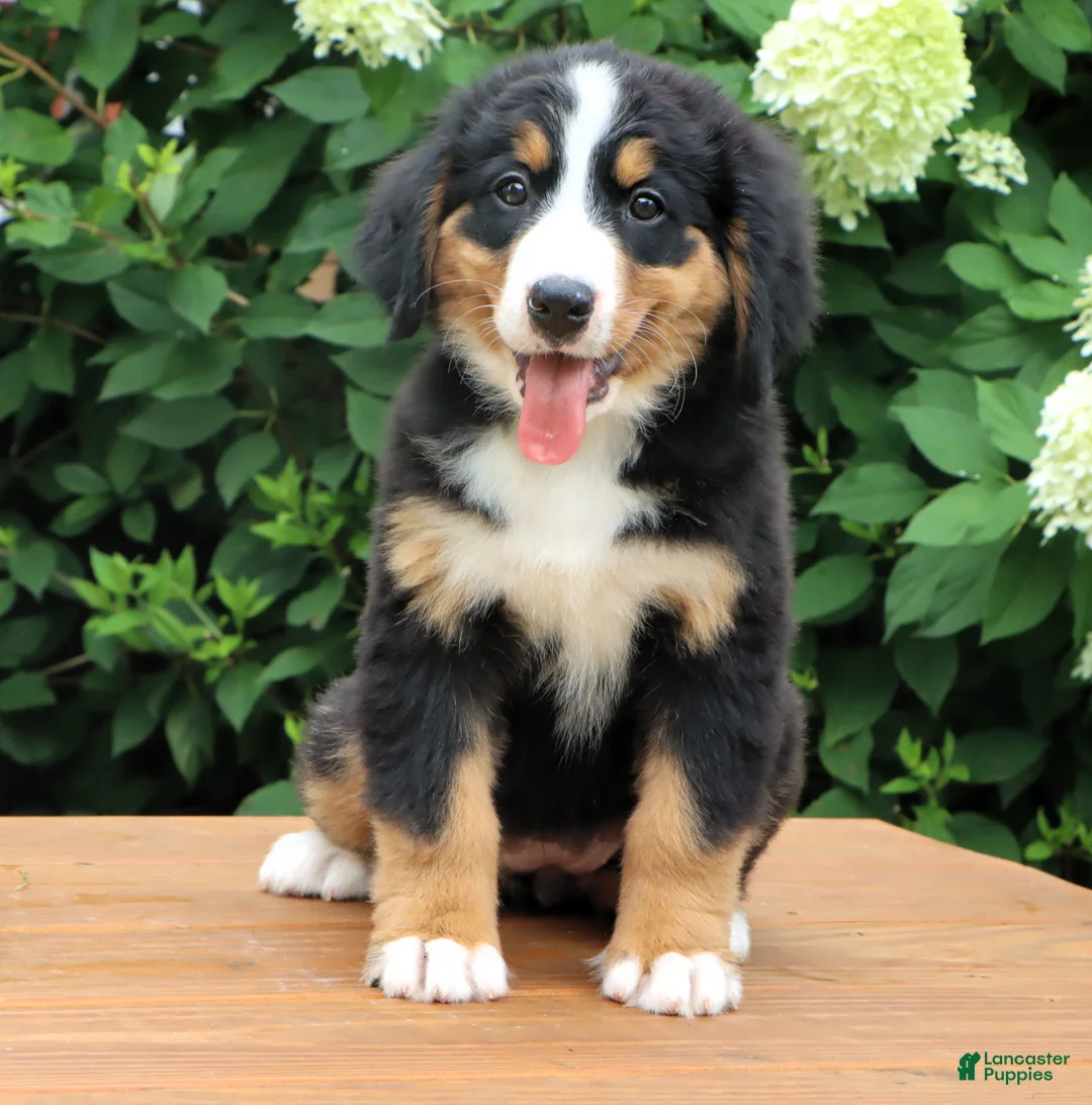 Bernese Mountain Dog dogs for sale: Reba - Ad 1
