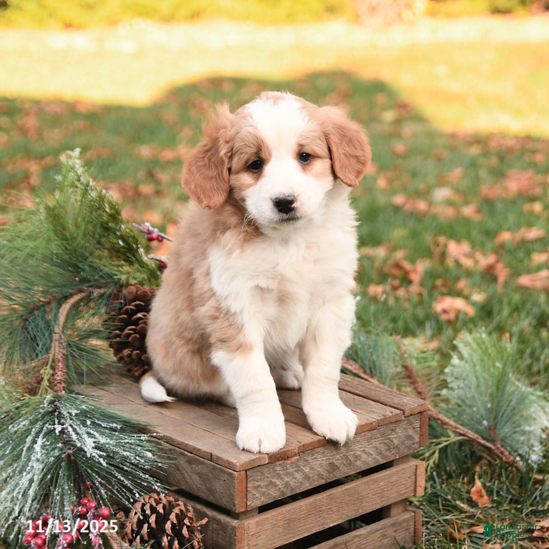 Mini Bernedoodle dogs for sale: Tessa - Ad 3