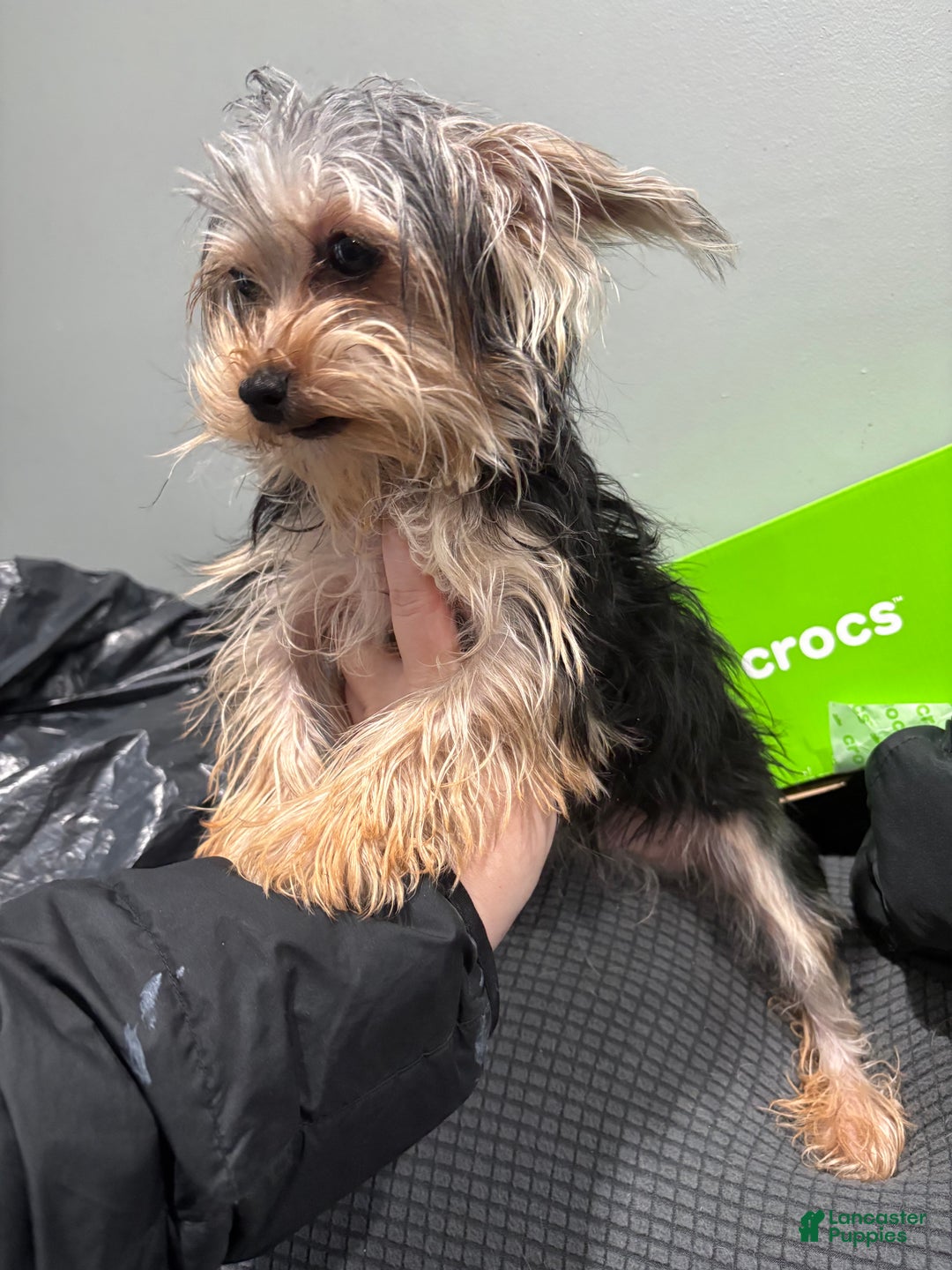 Morkie dogs for sale: Morkie Puppy 1 - Ad 4