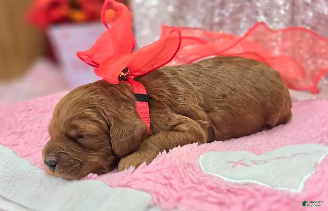 Cockapoo dogs for sale: Halo - Ad 4