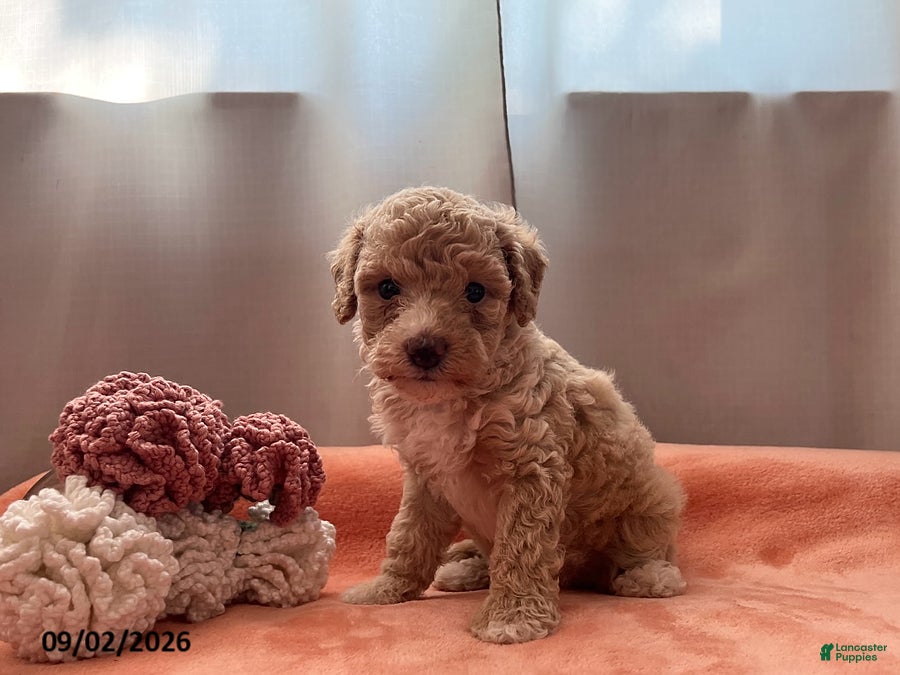 Miniature Poodle dogs Twinkle - Ad 1