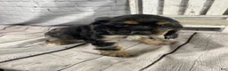 Cocker Spaniel dogs for sale: Wren - Ad 8
