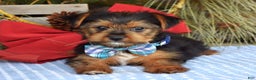 Yorkshire Terrier dogs for sale: Milo - Ad 7