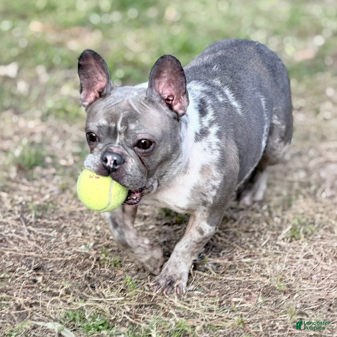 French Bulldog dogs Stormy - Ad 10