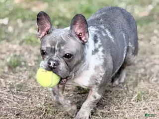 French Bulldog dogs Stormy - Ad 10