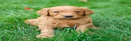 Goldendoodle dogs for sale: Clifford - Ad 6