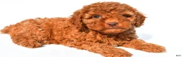 Miniature Poodle dogs for sale: Piper - Ad 2