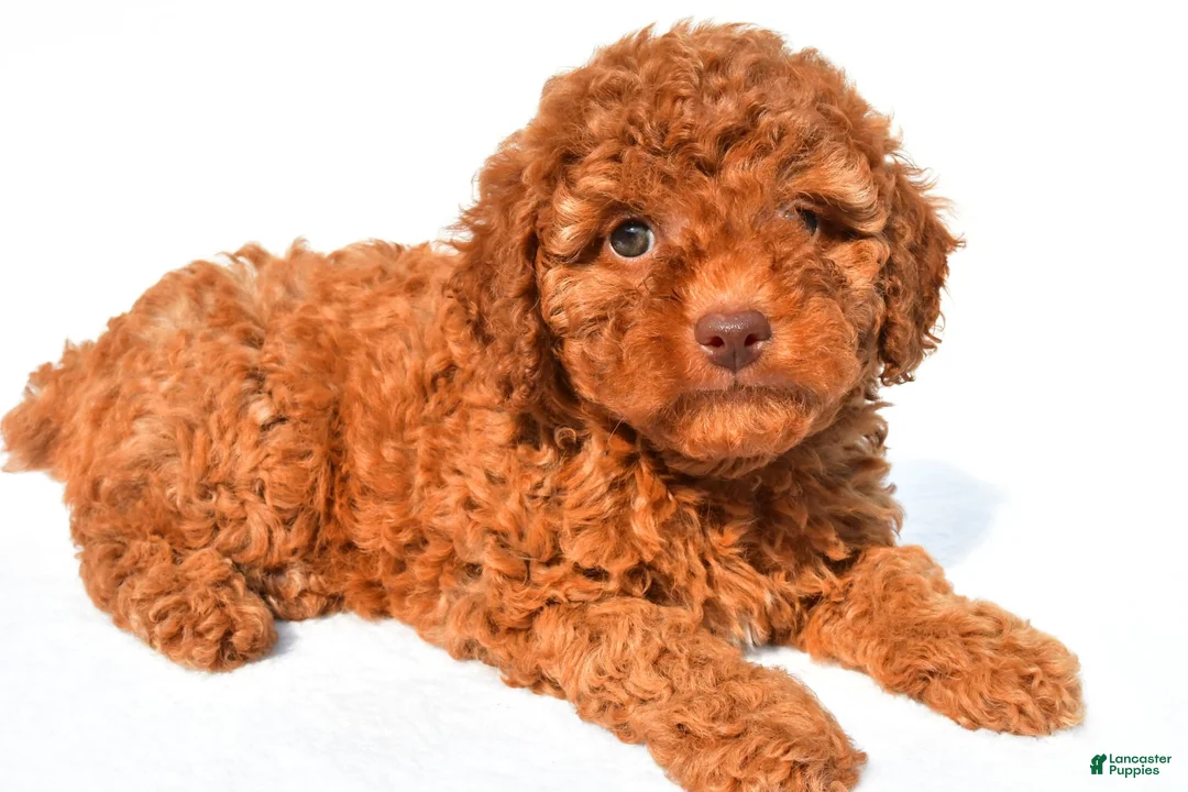 Miniature Poodle dogs for sale: Piper - Ad 2