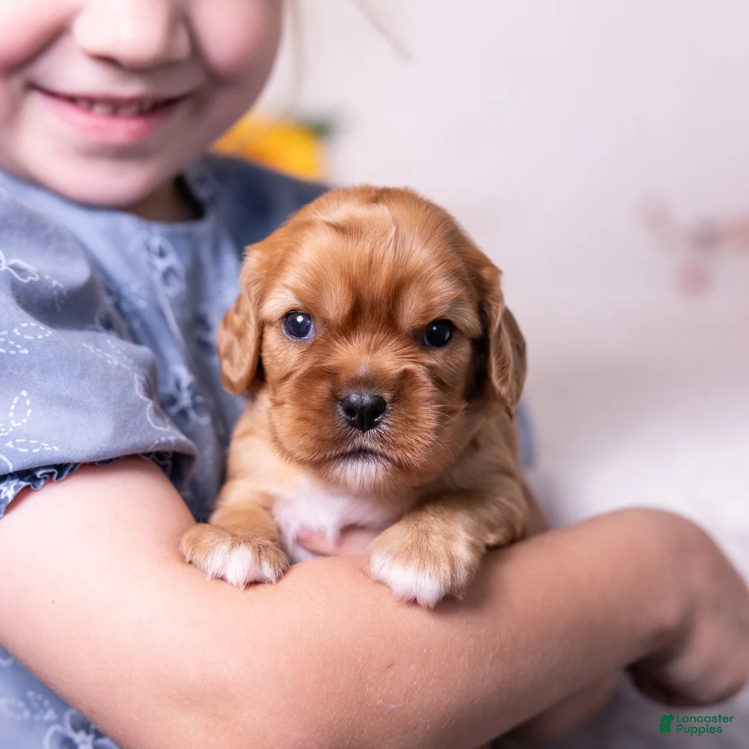 Cavalier King Charles Spaniel dogs for sale: Chestnut - Ad 1