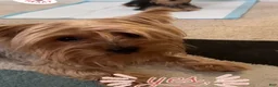 Yorkshire Terrier dogs for sale: Yorkshire Terrier 1 - Ad 2