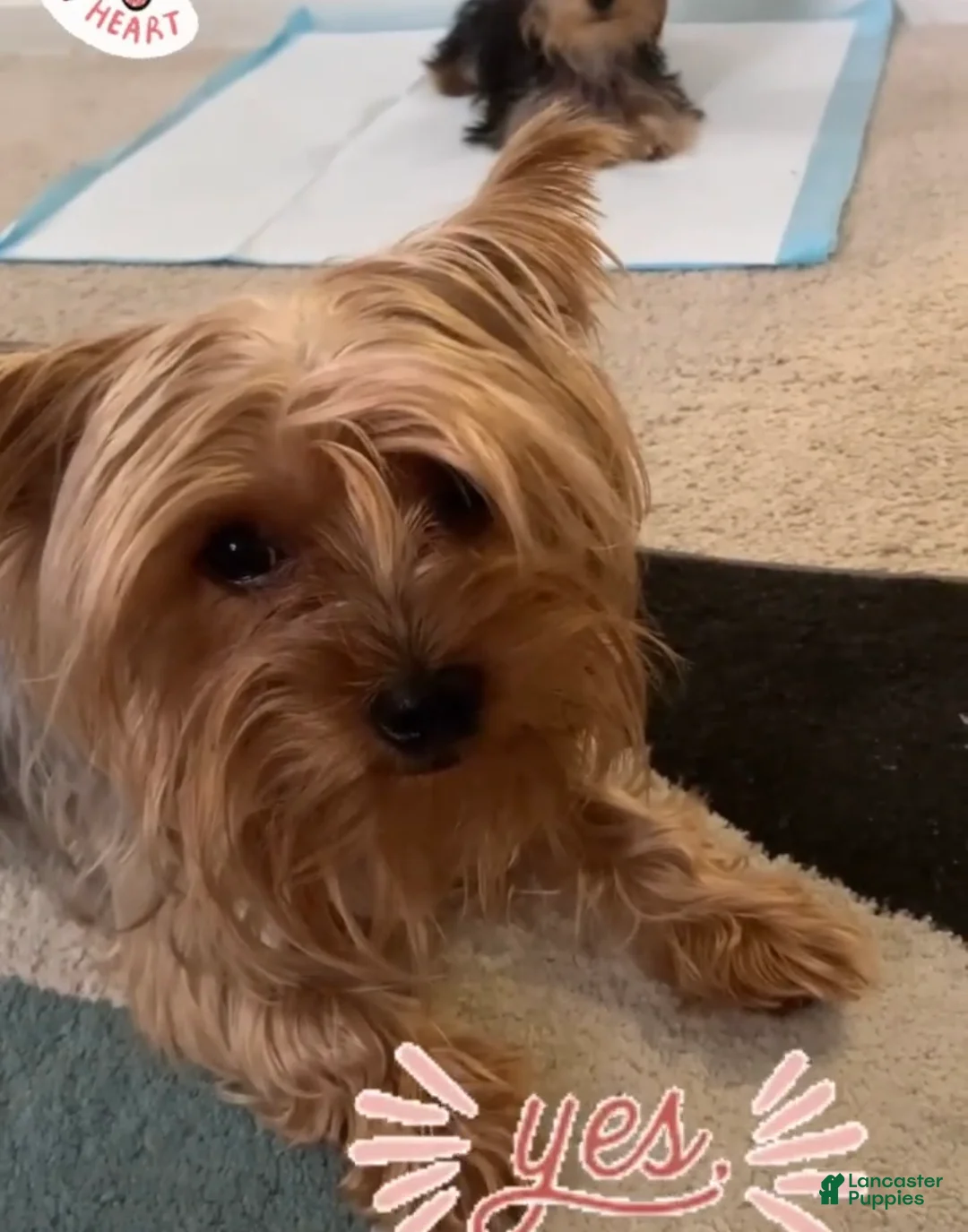 Yorkshire Terrier dogs for sale: Yorkshire Terrier 1 - Ad 2