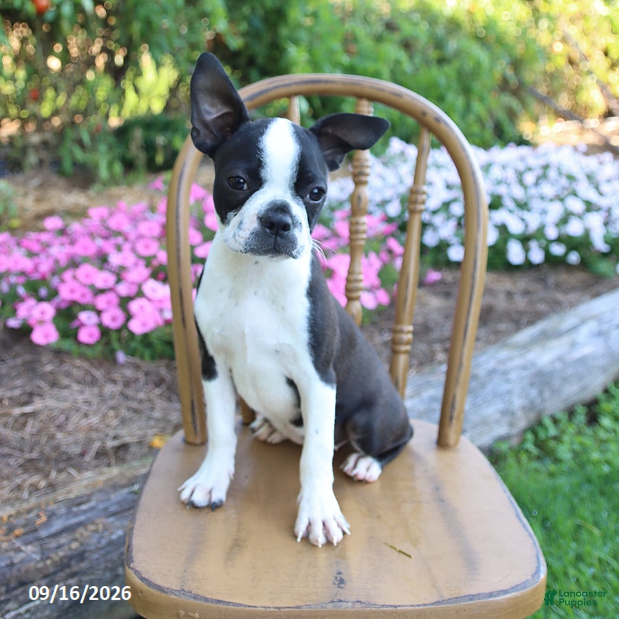 Boston Terrier dogs Candy - Ad 2
