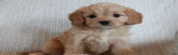 Cavapoo dogs for sale: Miss Mousey - Ad 2