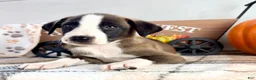 Border Collie dogs for sale: Cinnamon  - Ad 3
