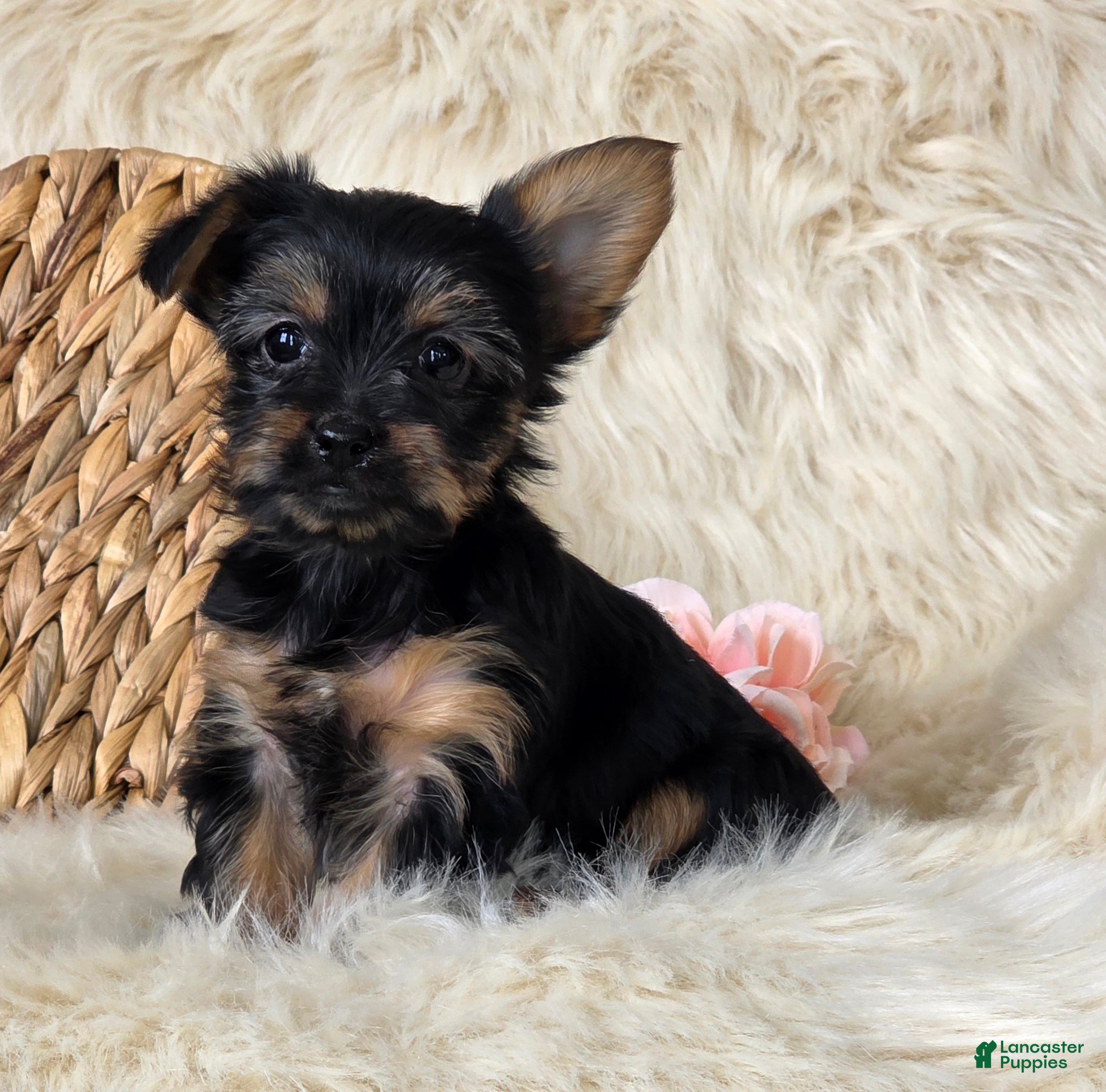 Yorkshire Terrier dogs Gypsy - Ad 1