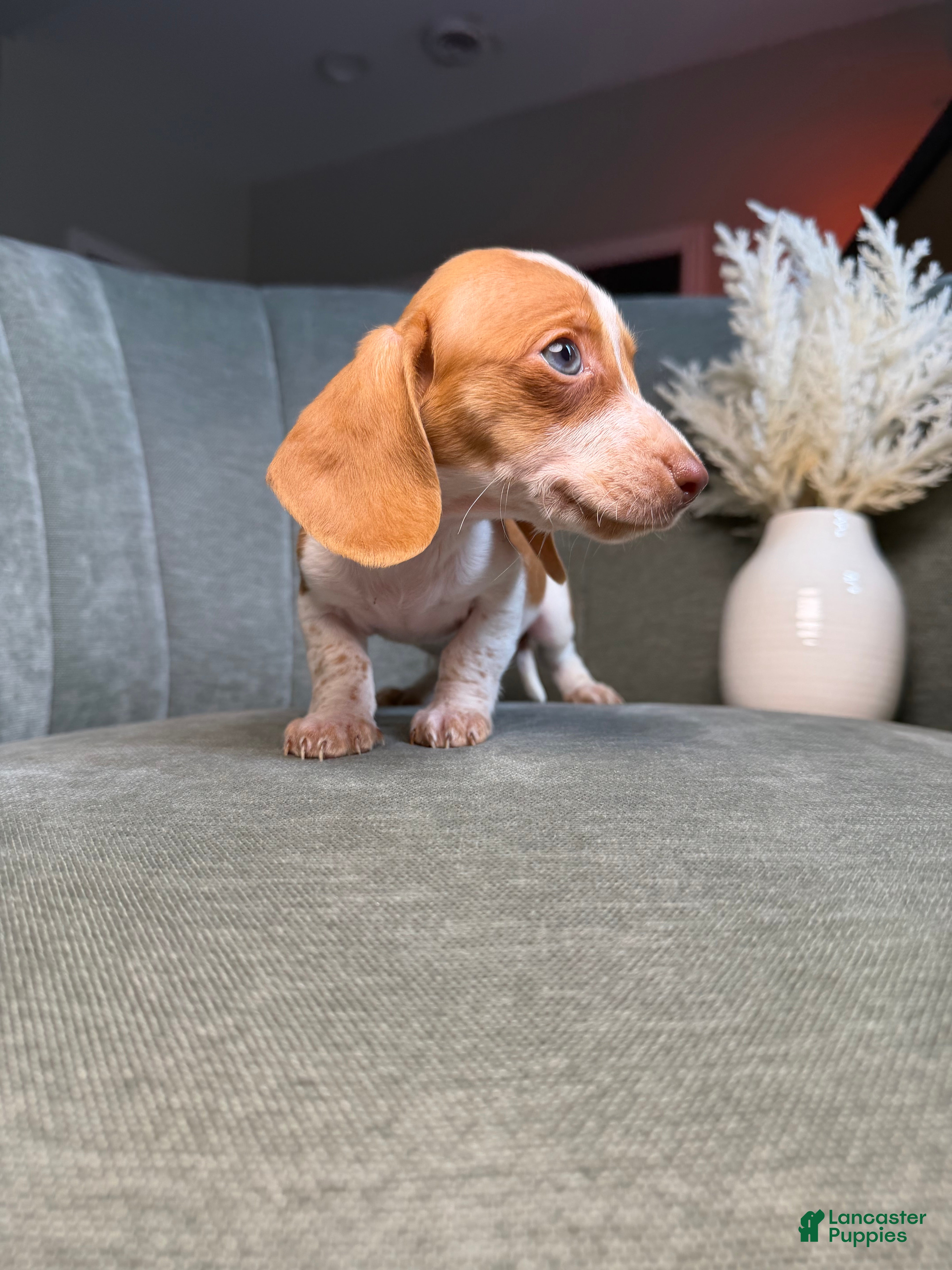 Dachshund dogs Tigger - Ad 2