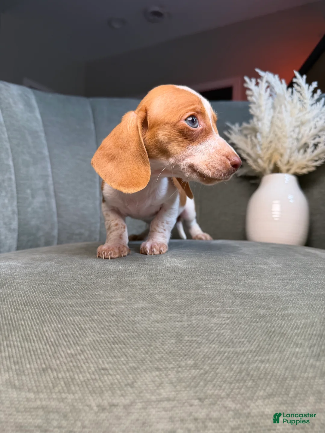 Dachshund dogs for sale: Tigger - Ad 2
