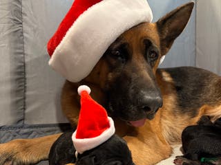 German Shepherd dogs German Shepherd Puppy 6 - Ad 21