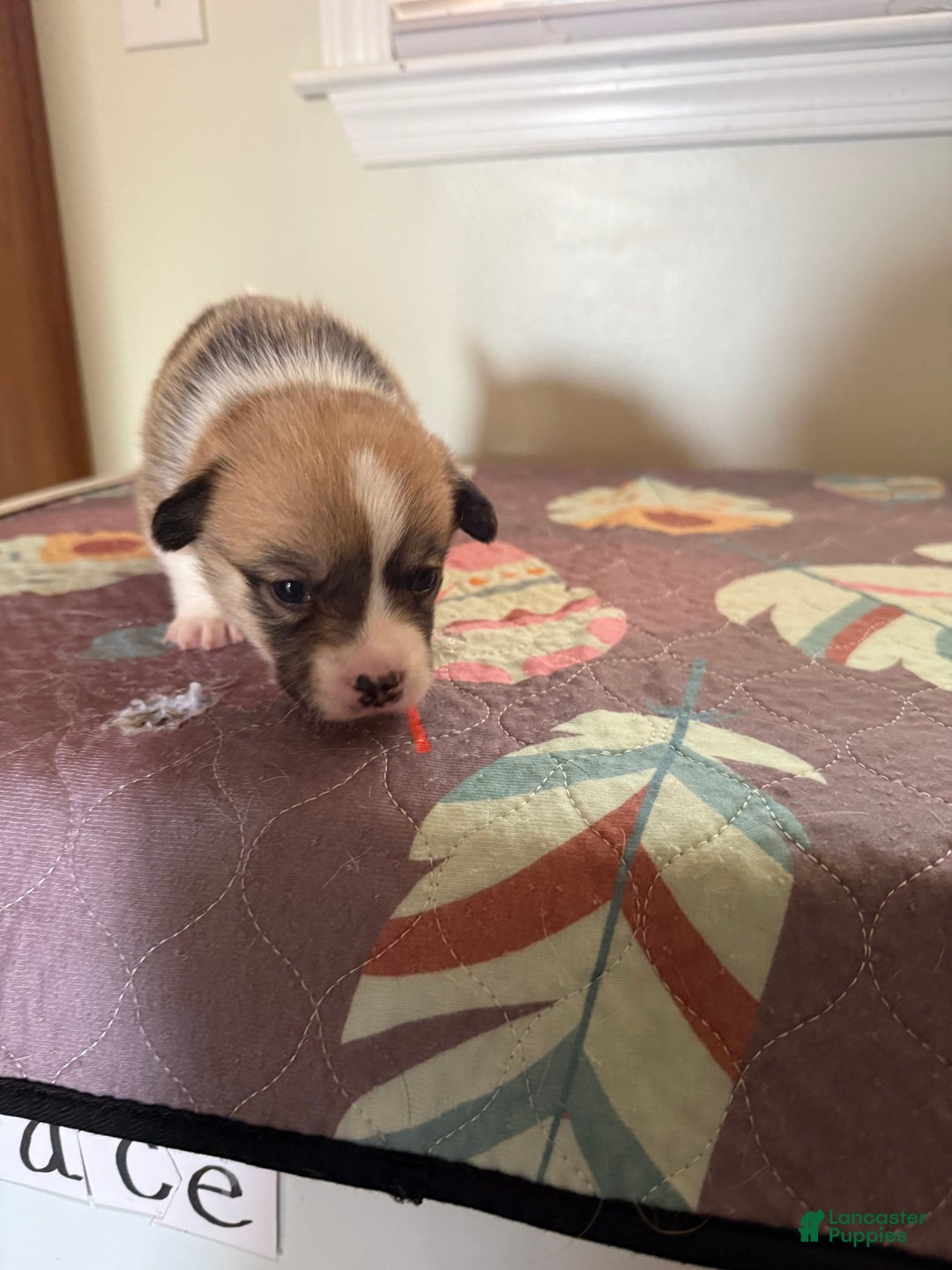 Welsh Corgi Pembroke dogs for sale: Nala - Ad 3