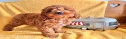Cockapoo dogs for sale: Pumpkin  - Ad 6