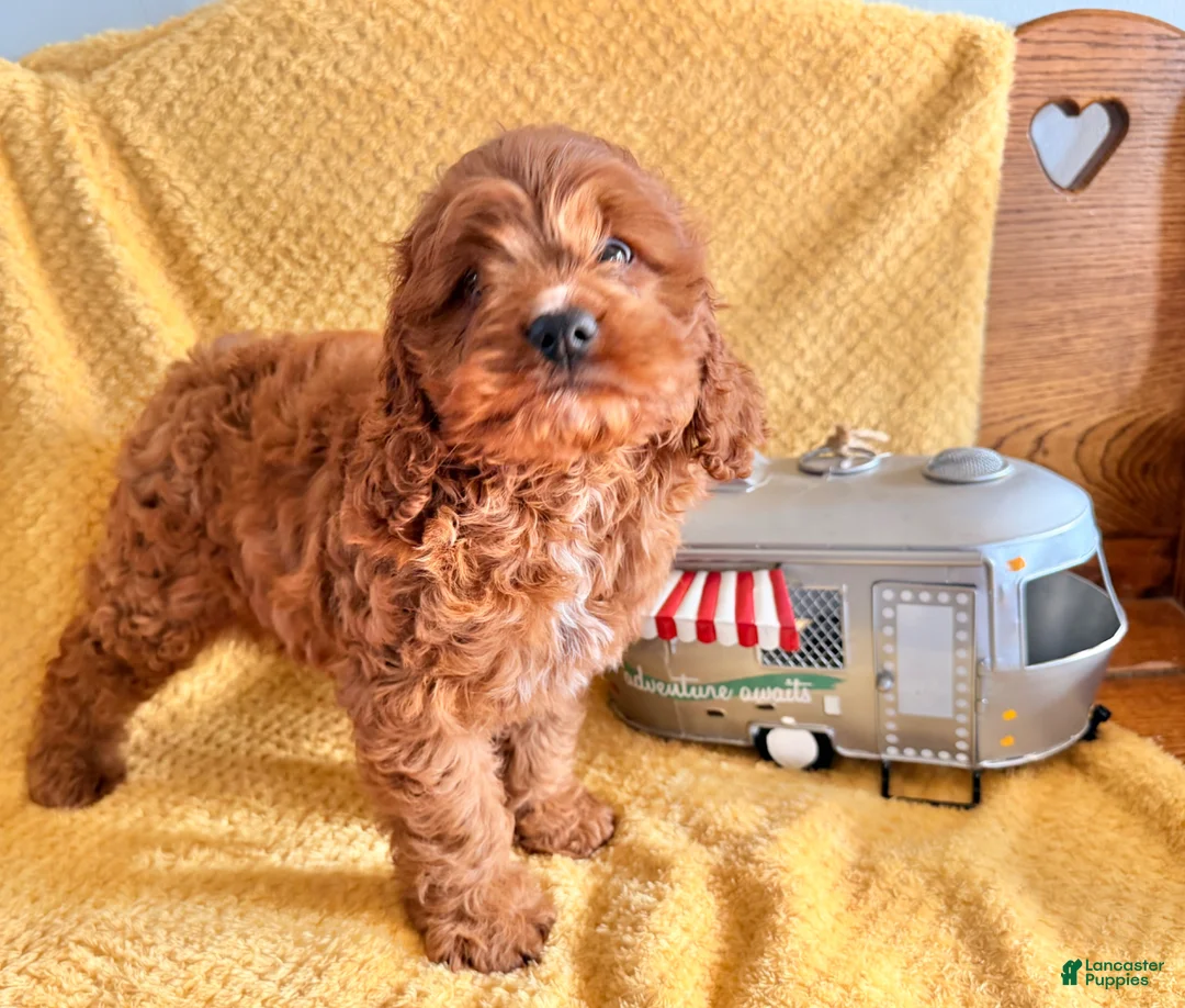 Cockapoo dogs for sale: Pumpkin  - Ad 6