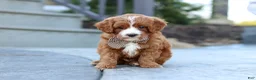 Cavapoo dogs for sale: Kobe - Ad 6