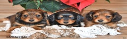Miniature Dachshund dogs for sale: Stella  - Ad 2