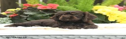 English Cocker Spaniel dogs for sale: Summer - Ad 3